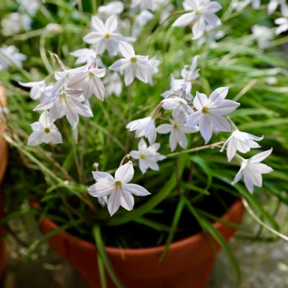 Jarná hviezdička Alberto Castilo - Ipheion uniflorum - predaj cibuľovín - 5 ks