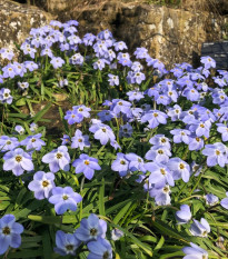 Jarná hviezdička Rolf Fiedler - Ipheion uniflorum - predaj cibuľovín - 5 ks
