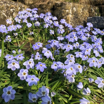 Jarná hviezdička Rolf Fiedler - Ipheion uniflorum - predaj cibuľovín - 5 ks