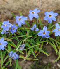 Jarná hviezdička Jessie - Ipheion uniflorum - predaj cibuľovín - 5 ks