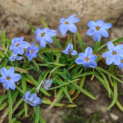 Jarná hviezdička Jessie - Ipheion uniflorum - predaj cibuľovín - 5 ks