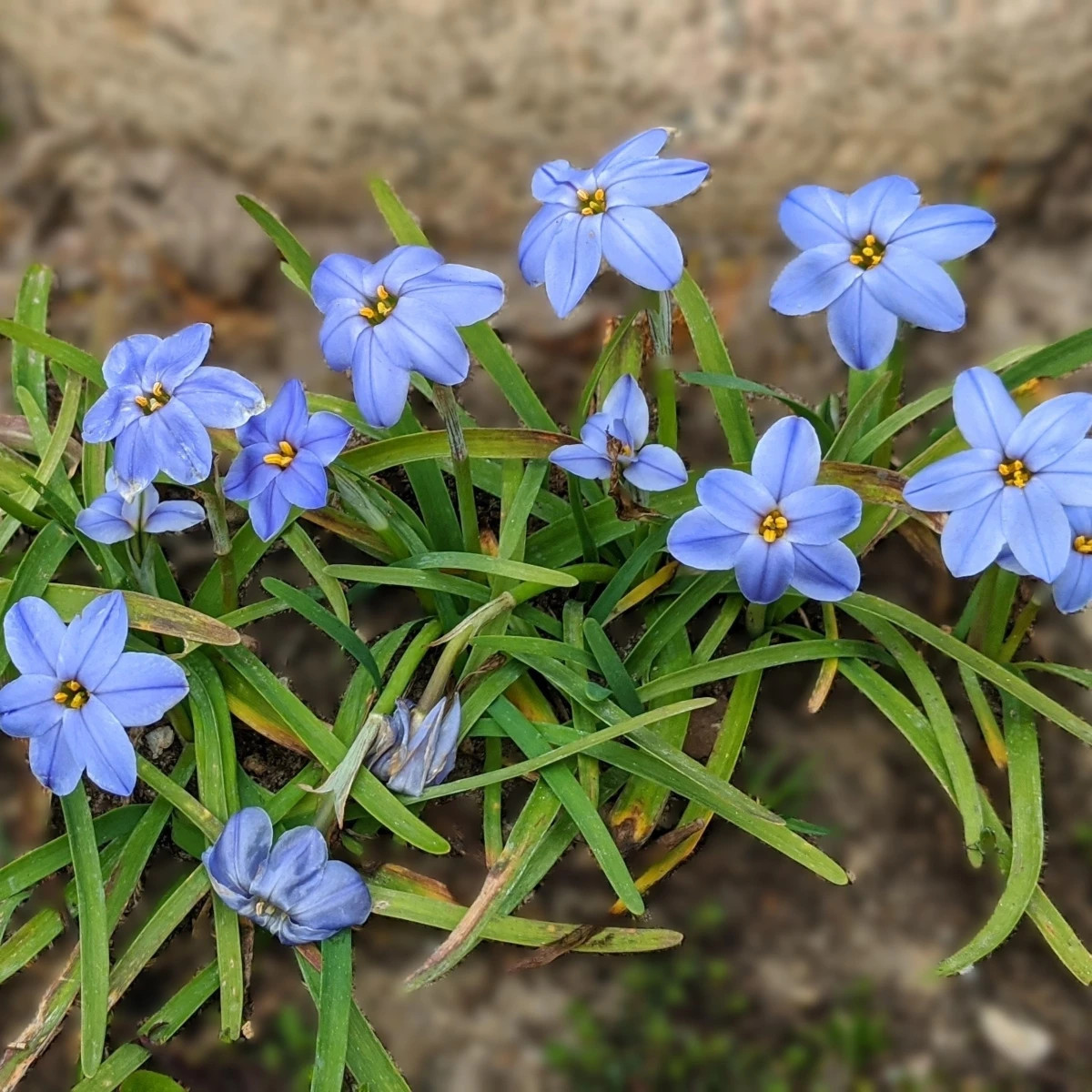 Jarná hviezdička Jessie - Ipheion uniflorum - predaj cibuľovín - 5 ks