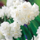 Narcis Erli Cheer - Narcissus - predaj cibuľovín - 3 ks