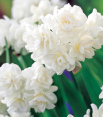Narcis Erli Cheer - Narcissus - predaj cibuľovín - 3 ks