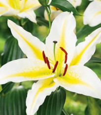 Ľalia Bafferari - Lilium - predaj cibuľovín - 1 ks