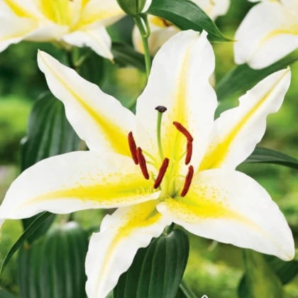 Ľalia Bafferari - Lilium - predaj cibuľovín - 1 ks
