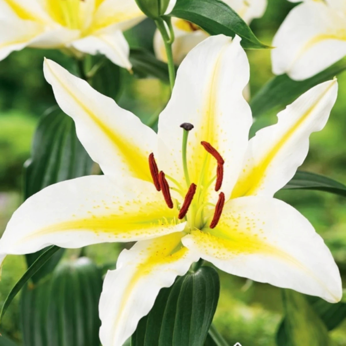 Ľalia Bafferari - Lilium - predaj cibuľovín - 1 ks