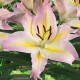 Ľalia Hocus Pocus - Lilium - predaj cibuľovín - 1 ks