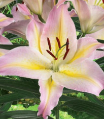 Ľalia Hocus Pocus - Lilium - predaj cibuľovín - 1 ks
