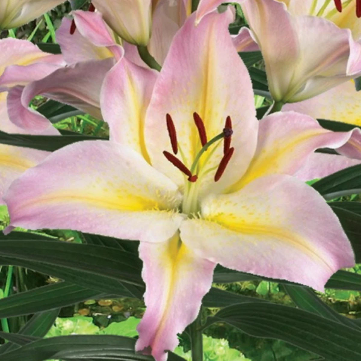 Ľalia Hocus Pocus - Lilium - predaj cibuľovín - 1 ks