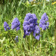 Modrica arménska Fantasy Creation - Muscari armeniacum - predaj cibuľovín - 5 ks