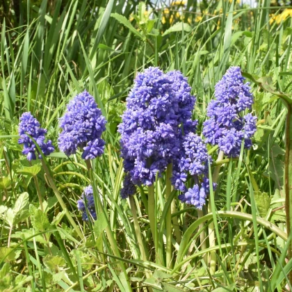 Modrica arménska Fantasy Creation - Muscari armeniacum - predaj cibuľovín - 5 ks
