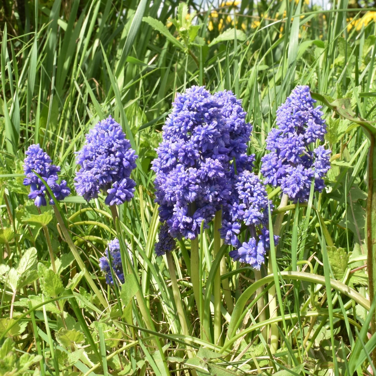 Modrica arménska Fantasy Creation - Muscari armeniacum - predaj cibuľovín - 5 ks