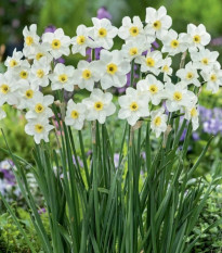 Narcis Lieke - Narcissus - predaj cibuľovín - 3 ks