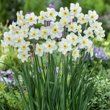 Narcis Lieke - Narcissus - predaj cibuľovín - 3 ks