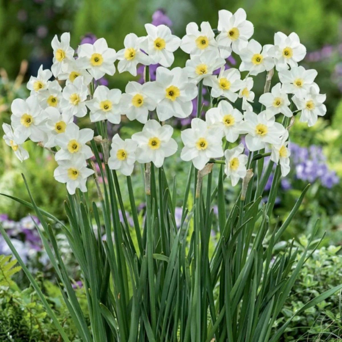 Narcis Lieke - Narcissus - predaj cibuľovín - 3 ks