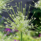Cesnak Arctic Snow - Allium - predaj cibuľovín - 3 ks