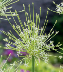 Cesnak Arctic Snow - Allium - predaj cibuľovín - 3 ks