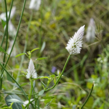 Plamenník klasnatý biely - Celosia spicata - predaj semien - 10 ks