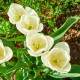 Tulipán Maureen - Tulipa - predaj cibuľovín - 3 ks