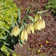 Korunkovka Pallidiflora - Fritillaria persica - predaj cibuľovín - 2 ks