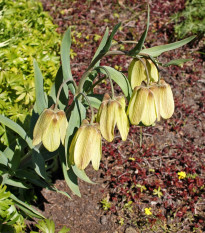Korunkovka Pallidiflora - Fritillaria persica - predaj cibuľovín - 2 ks