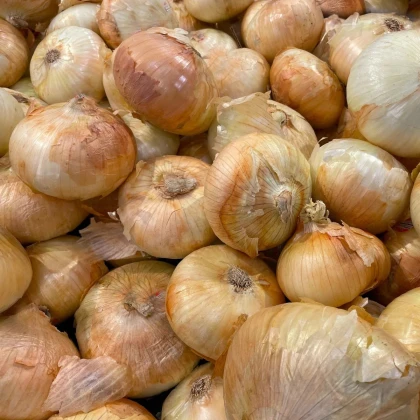 Cibuľa sadzačka Augusta - Allium cepa - predaj cibuliek - 250 g