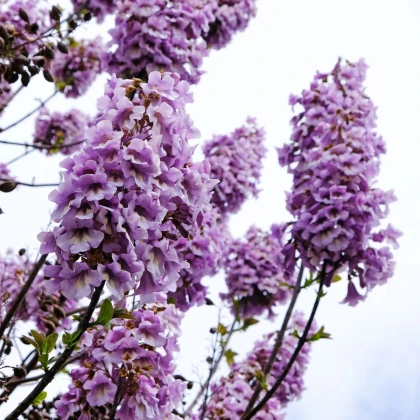 Paulovnia plstnatá - Paulownia tomentosa - semená - 15 ks