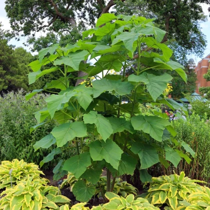 Paulovnia plstnatá - Paulownia tomentosa - semená - 15 ks