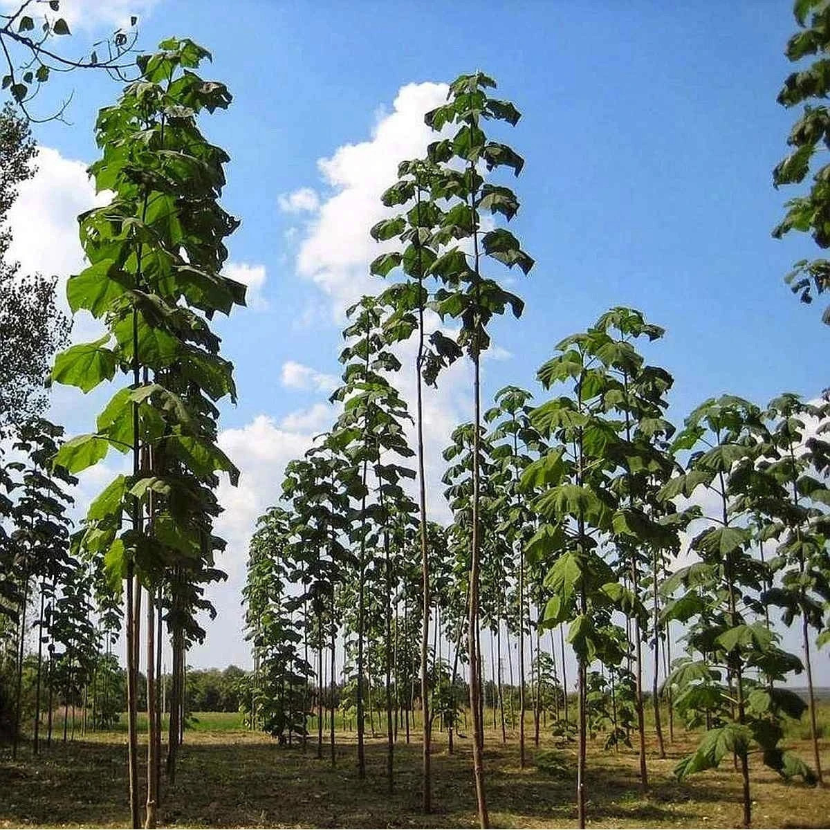 Paulovnia plstnatá - Paulownia tomentosa - semená - 15 ks