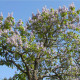 Paulovnia plstnatá - Paulownia tomentosa - semená - 15 ks