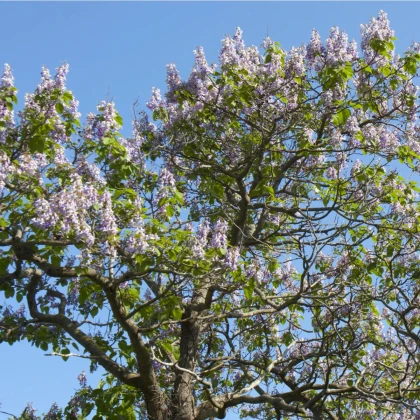 Paulovnia plstnatá - Paulownia tomentosa - semená - 15 ks