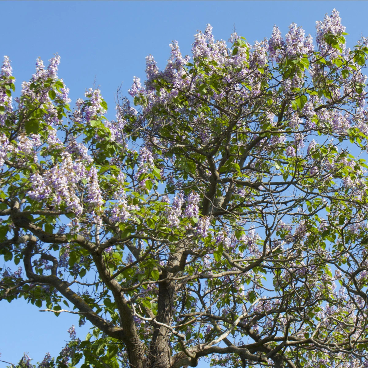 Paulovnia plstnatá - Paulownia tomentosa - semená - 15 ks