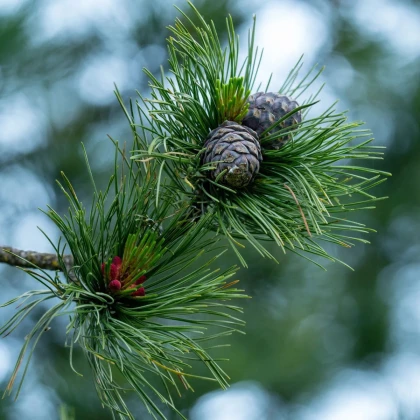 Borovica Limba – Pinus cembra – predaj semien borovice