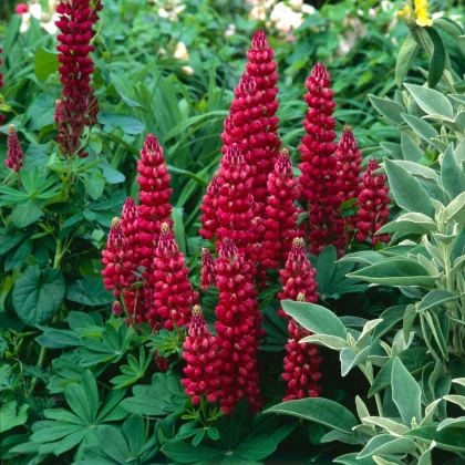Lupina mnoholistá Gallery Red Shades - Lupinus polyphyllus - predaj semien - 20 ks