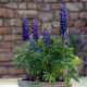 Lupina mnoholistá Mini Gallery Pure Blue - Lupinus polyphyllus - predaj semien - 12 ks