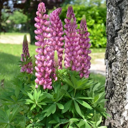 Lupina mnoholistá Mini Gallery Pure Pink - Lupinus polyphyllus - predaj semien - 12 ks
