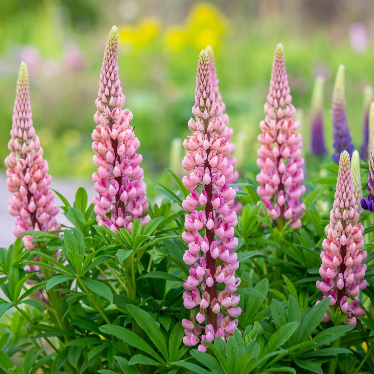 Lupina mnoholistá Gallery Pink Shades - Lupinus polyphyllus - predaj semien - 20 ks