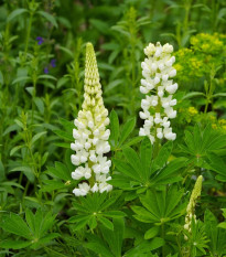Lupina mnoholistá Gallery White Shades - Lupinus polyphyllus - predaj semien - 20 ks
