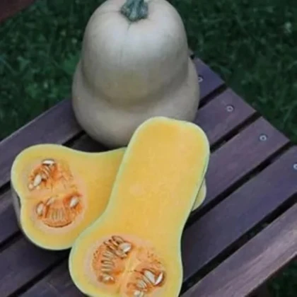 Tekvica Jupiter F1 - Cucurbita pepo - predaj semien - 6 ks