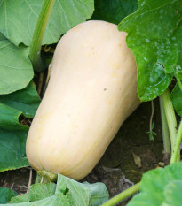 Tekvica Jupiter F1 - Cucurbita pepo - predaj semien - 6 ks