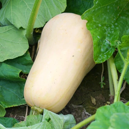 Tekvica Jupiter F1 - Cucurbita pepo - predaj semien - 6 ks