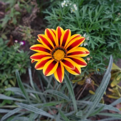 Gazánia Frosty Kiss Orange Flame - Gazania rigens - predaj semien - 12 ks