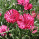 Nevädza lúčna Ball Red - Centaurea cyanus - predaj semien - 50 ks