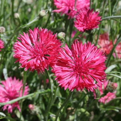 Nevädza lúčna Ball Red - Centaurea cyanus - predaj semien - 50 ks