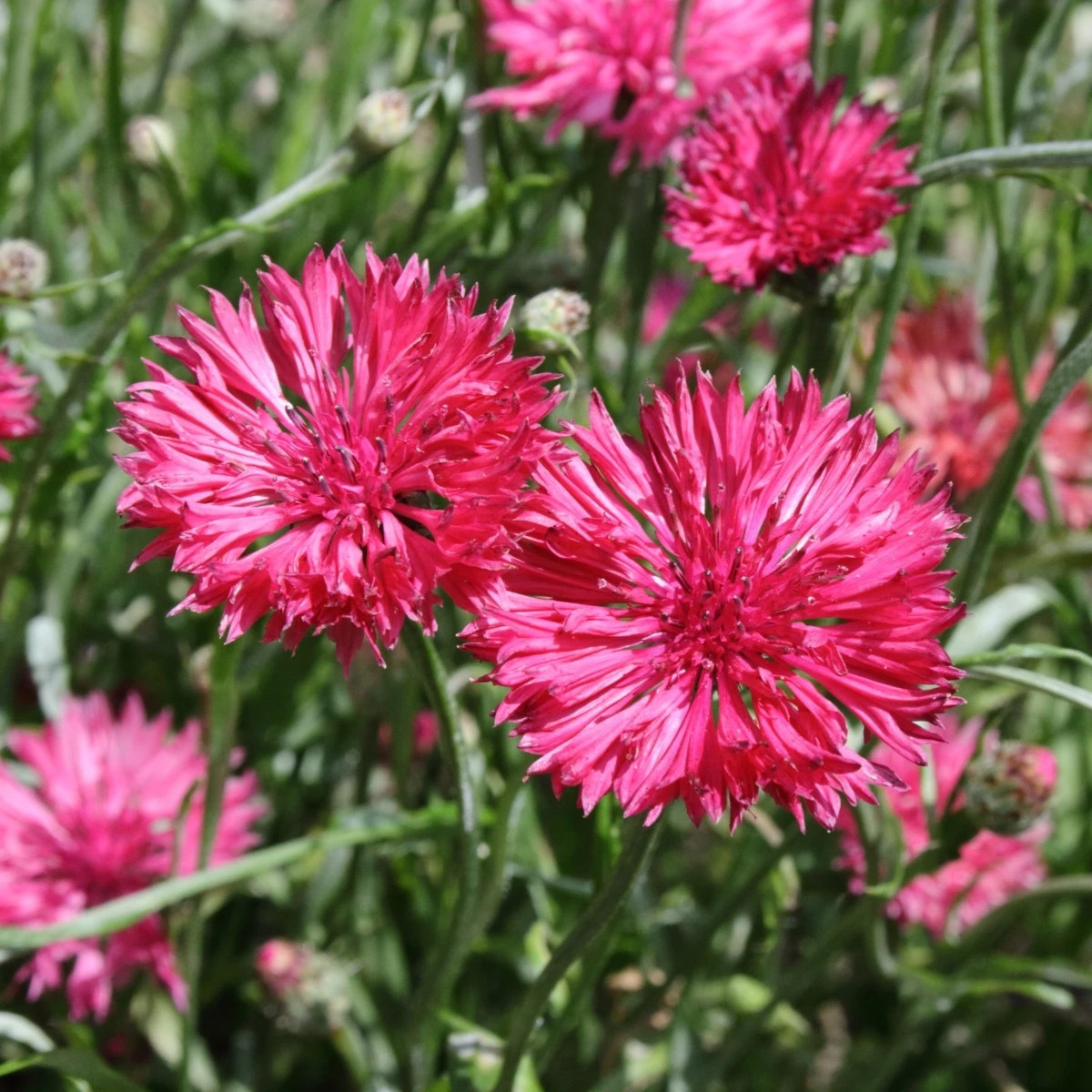 Nevädza lúčna Ball Red - Centaurea cyanus - predaj semien - 50 ks