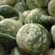 Tekvica okrasná Cobra - Cucurbita lagenaria - predaj semien - 5 ks