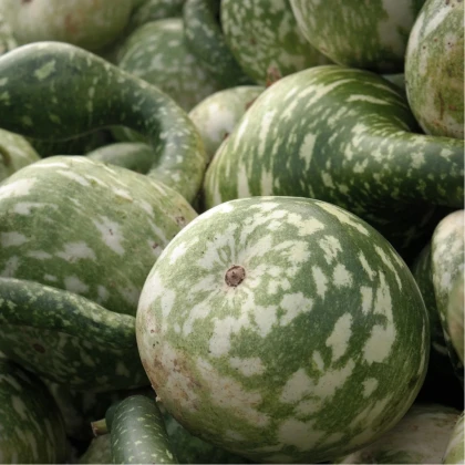 Tekvica okrasná Cobra - Cucurbita lagenaria - predaj semien - 5 ks