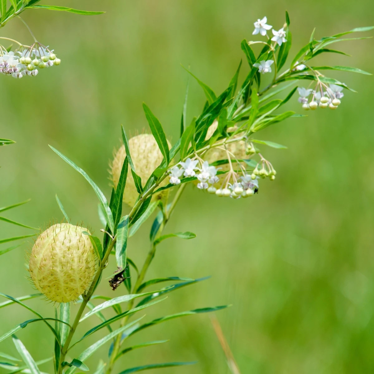 Gompokarpus Levia guľa - Gomphocarpus physocarpus - predaj semien - 30 ks