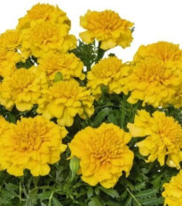 Aksamietnica rozložitá Super Hero Deep Yellow - Tagetes patula - predaj semien - 30 ks